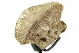 Fossil Hadrosaur Partial Vertebra w/ Metal Stand - South Dakota #335502-3